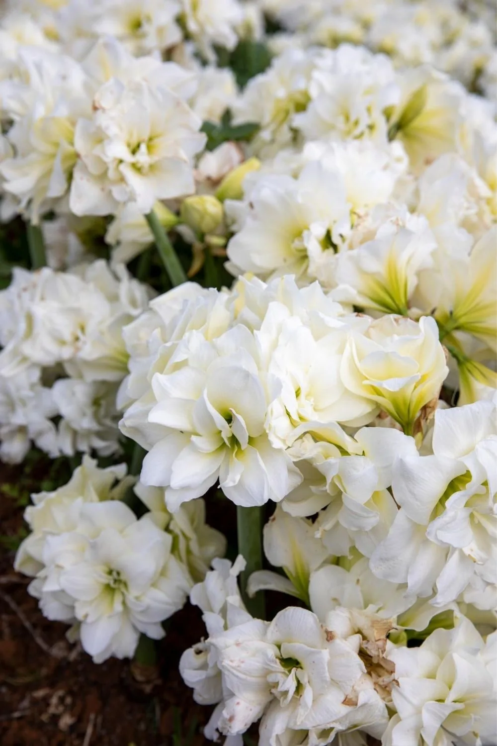 white flower