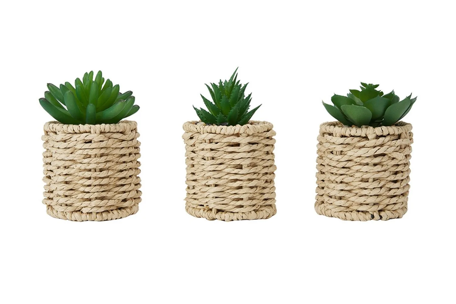 plants
