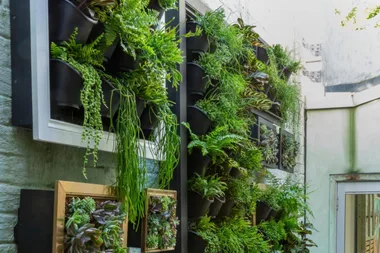 Charlie makes a vertical garden with frames