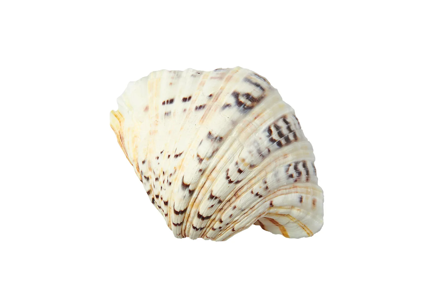 Shell