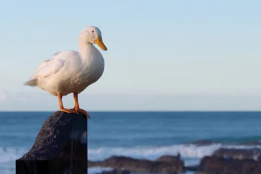 Dr Harry meets a surfing duck