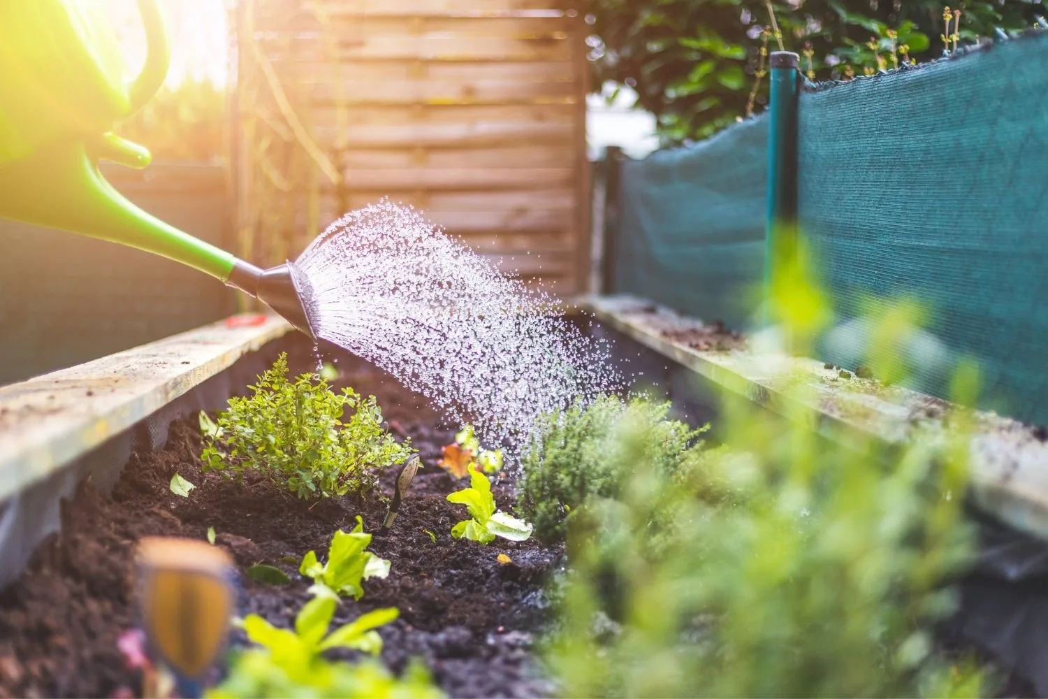 watering vegie patch