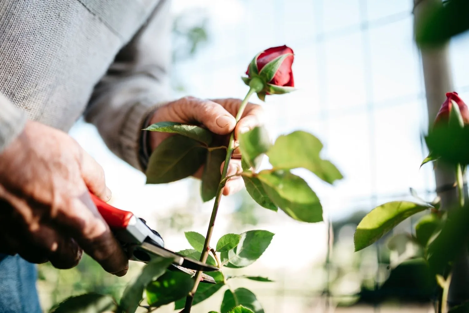 pruning rose
