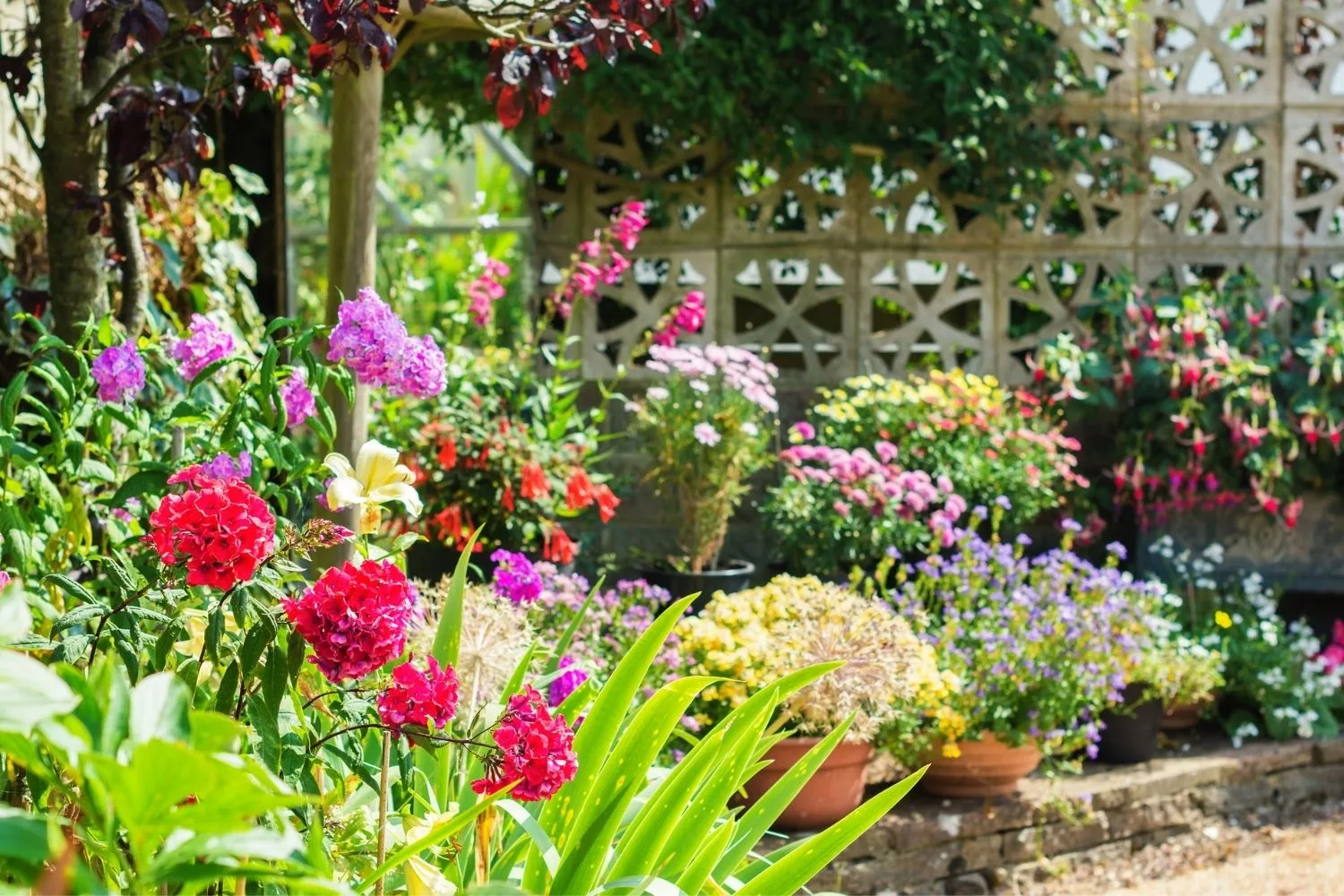 colourful flowers