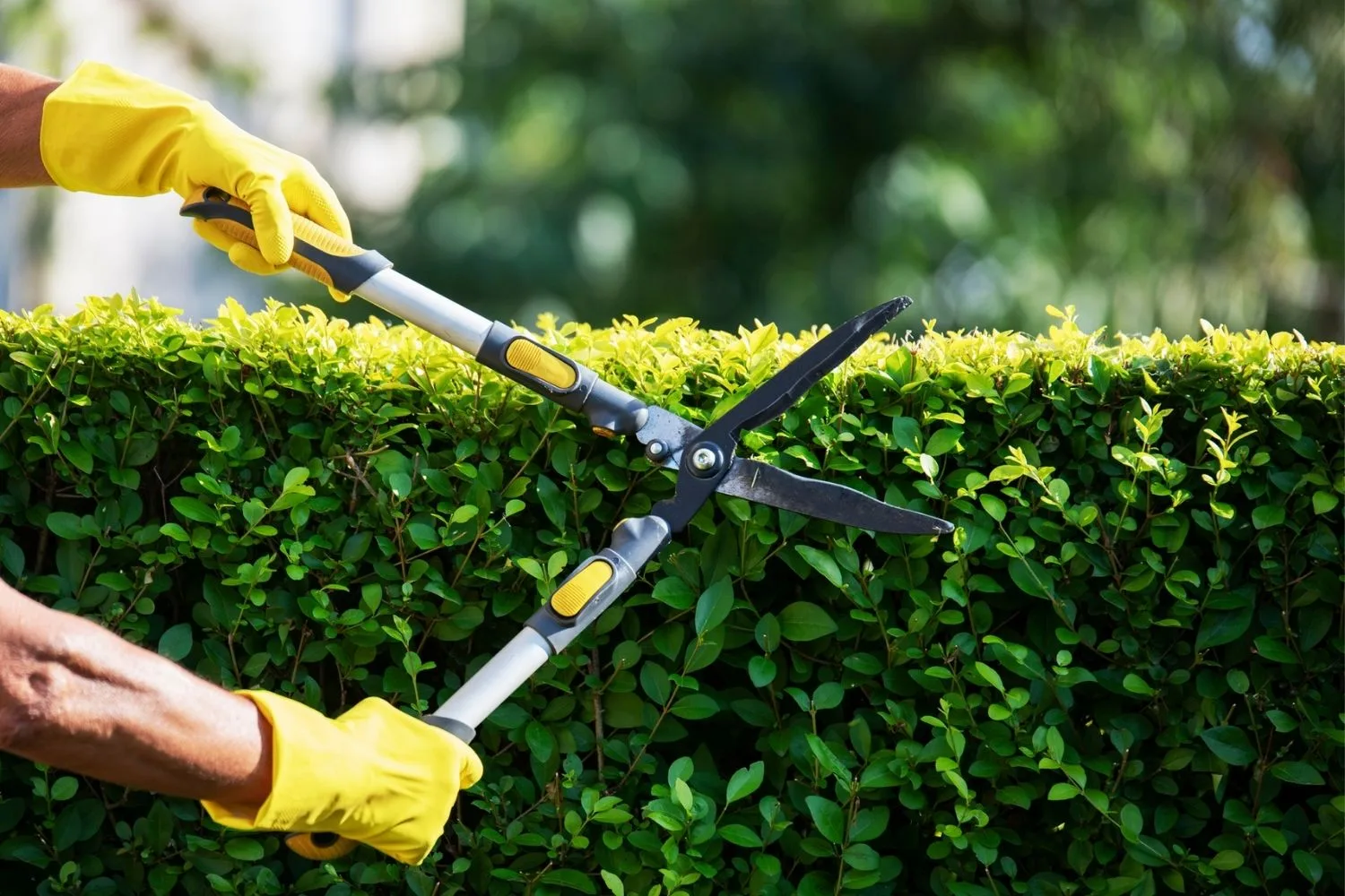 trimming hedge