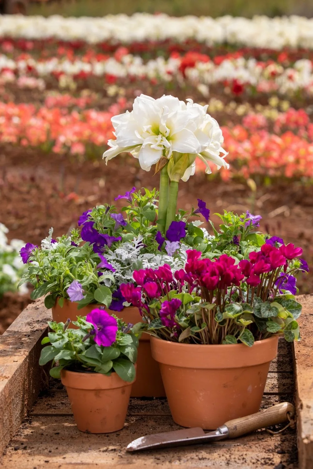 flowers in pots