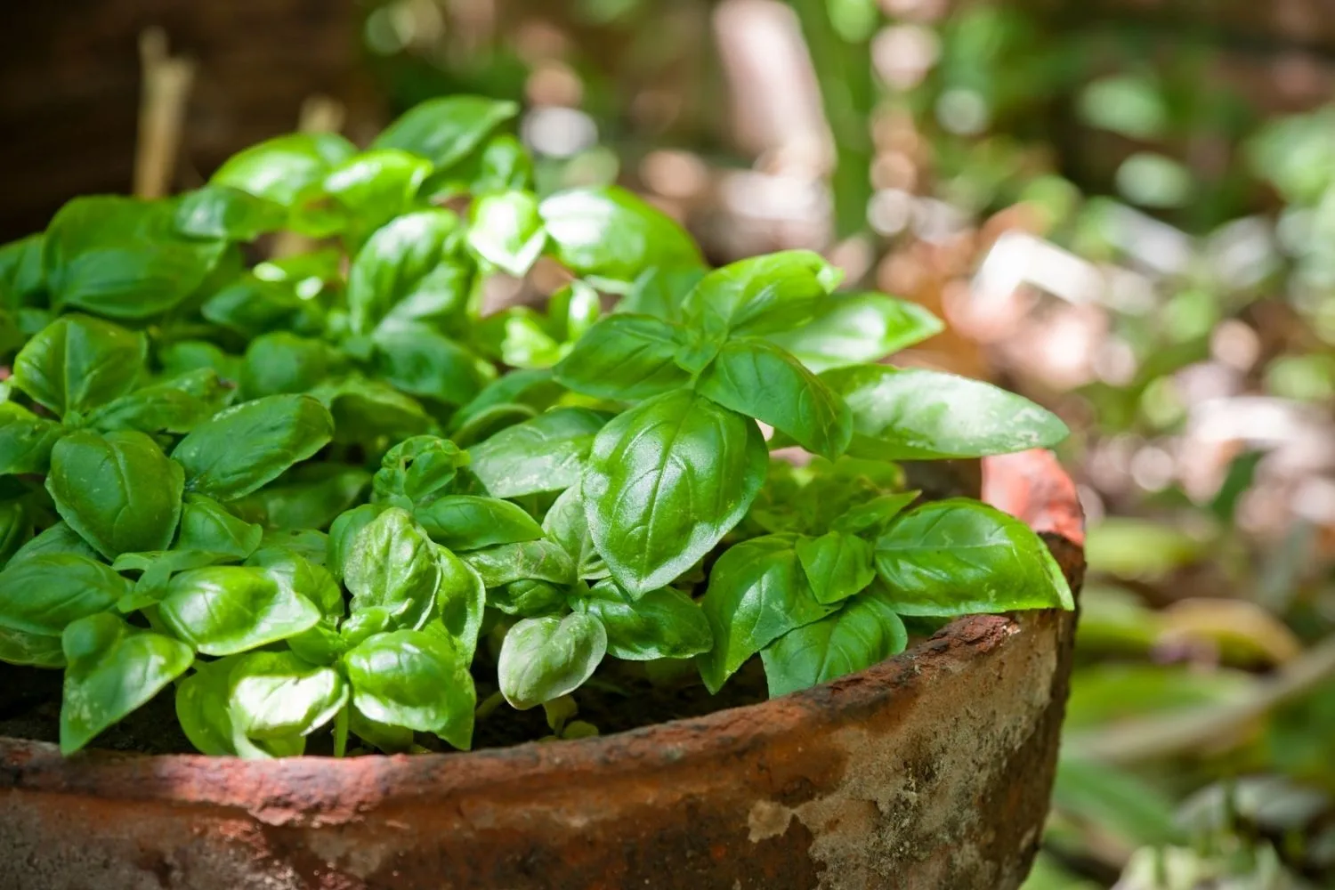 basil in pot