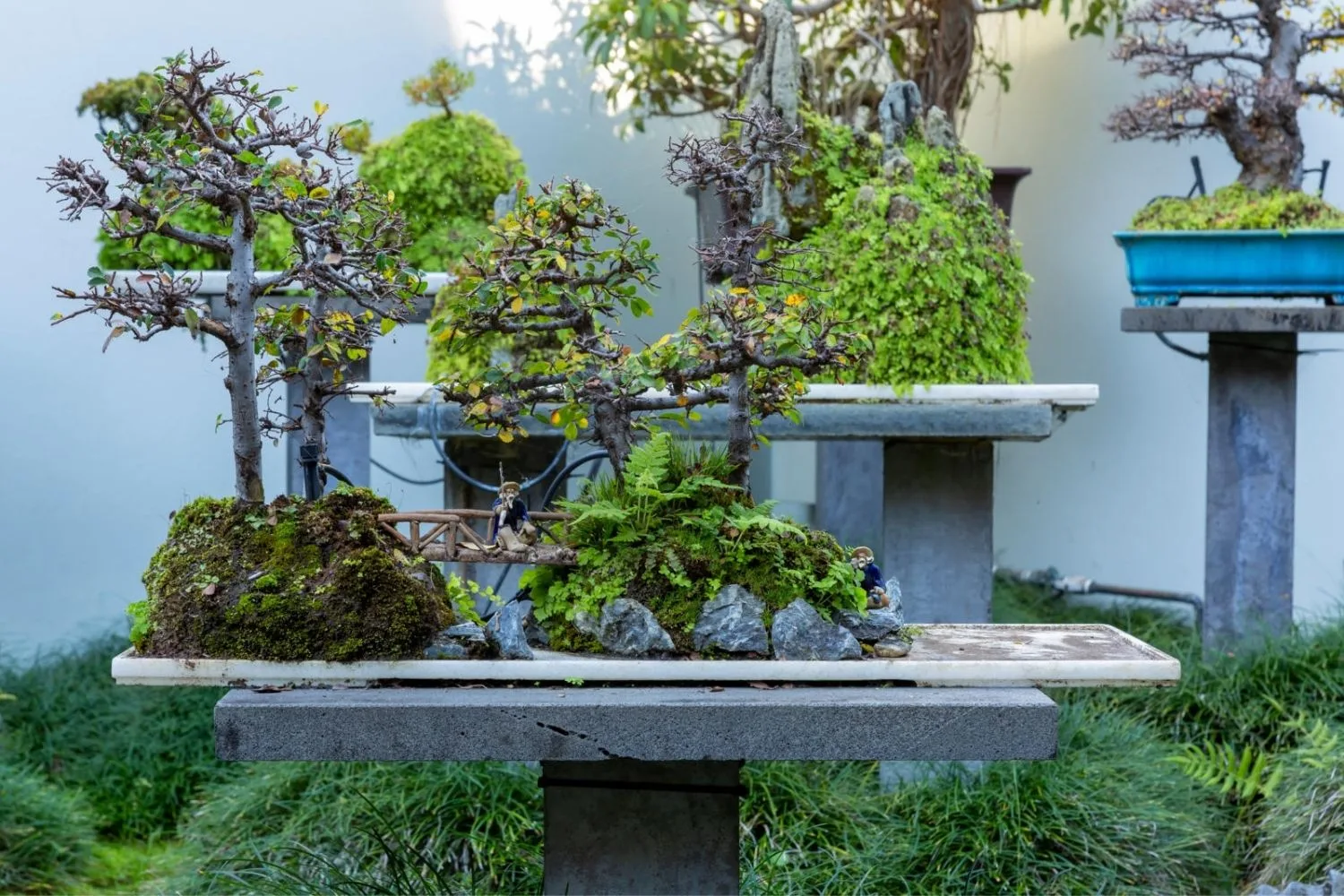 small trees