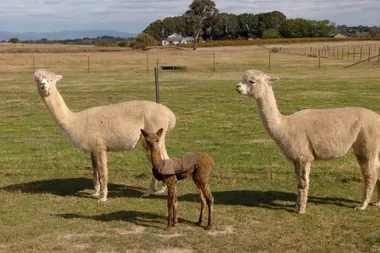 Dr Harry visits an alpaca yarn farm
