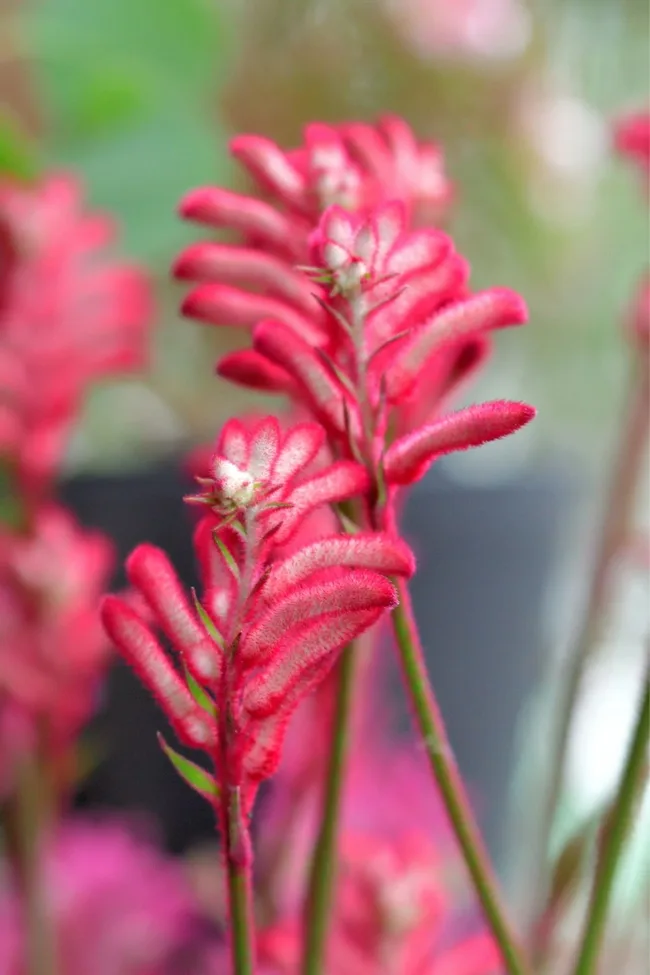kangaroo-paw