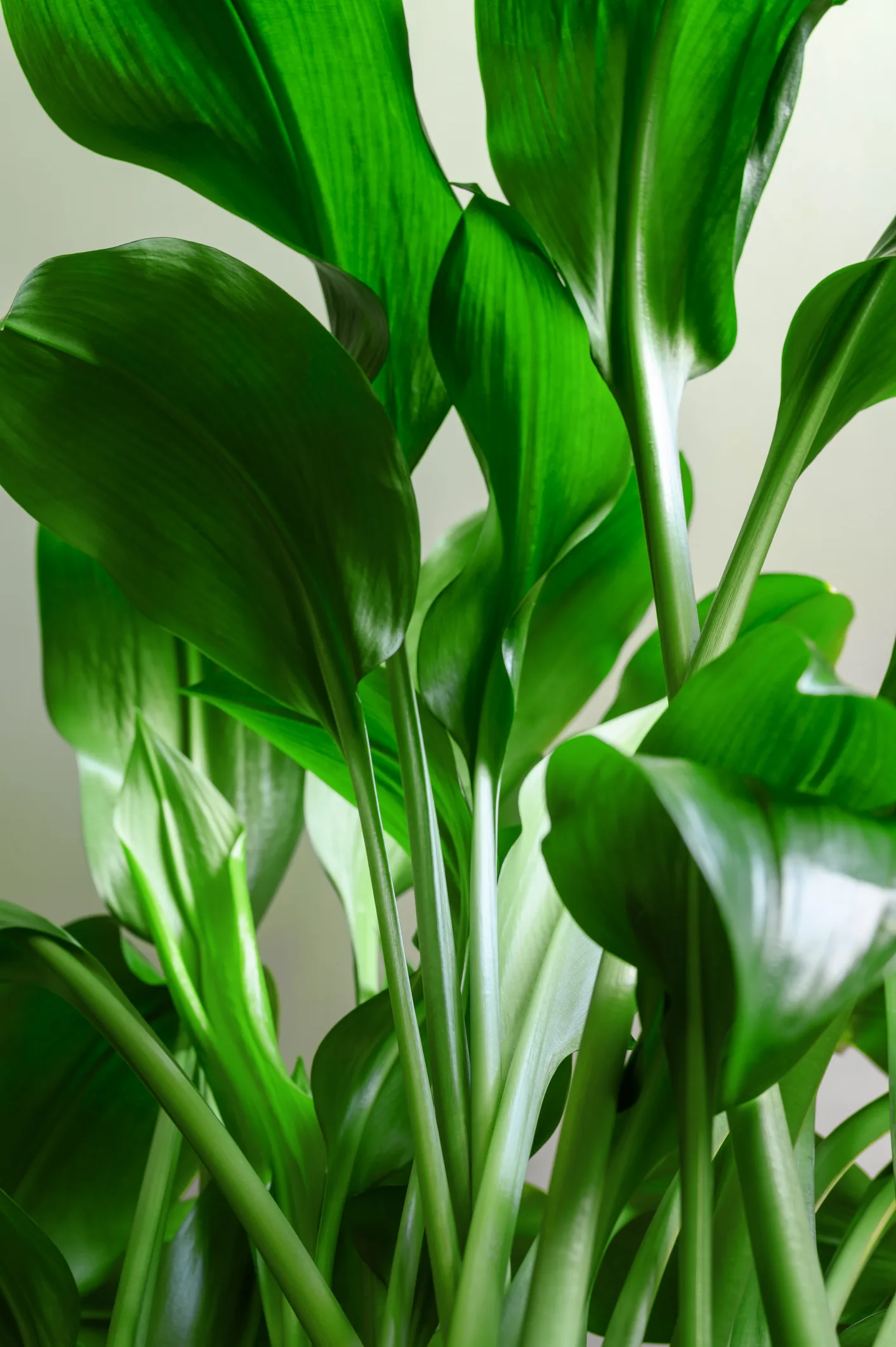 Aspidistra