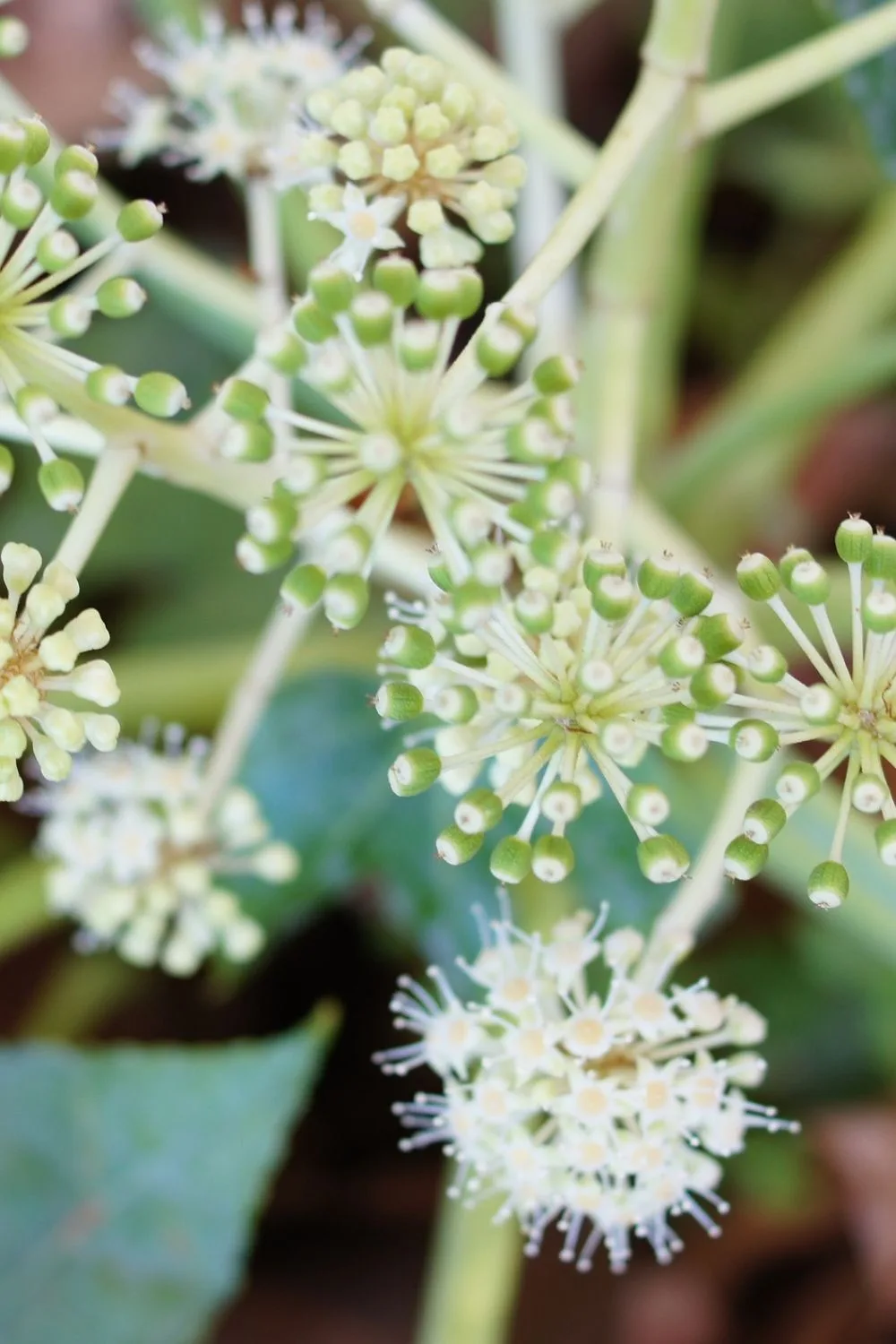 japanese-aralia