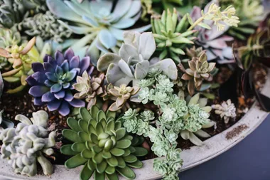 How to create a succulent bowl