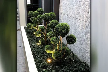 How to cloud prune