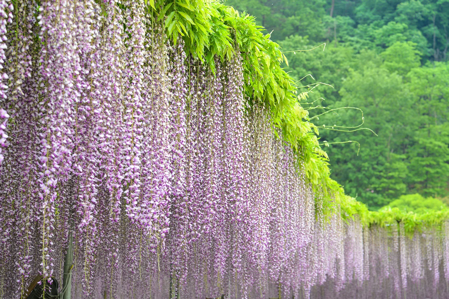 Graham visits Ashikaga Wisteria Park