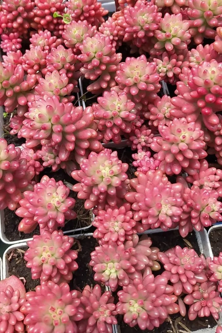 succulent