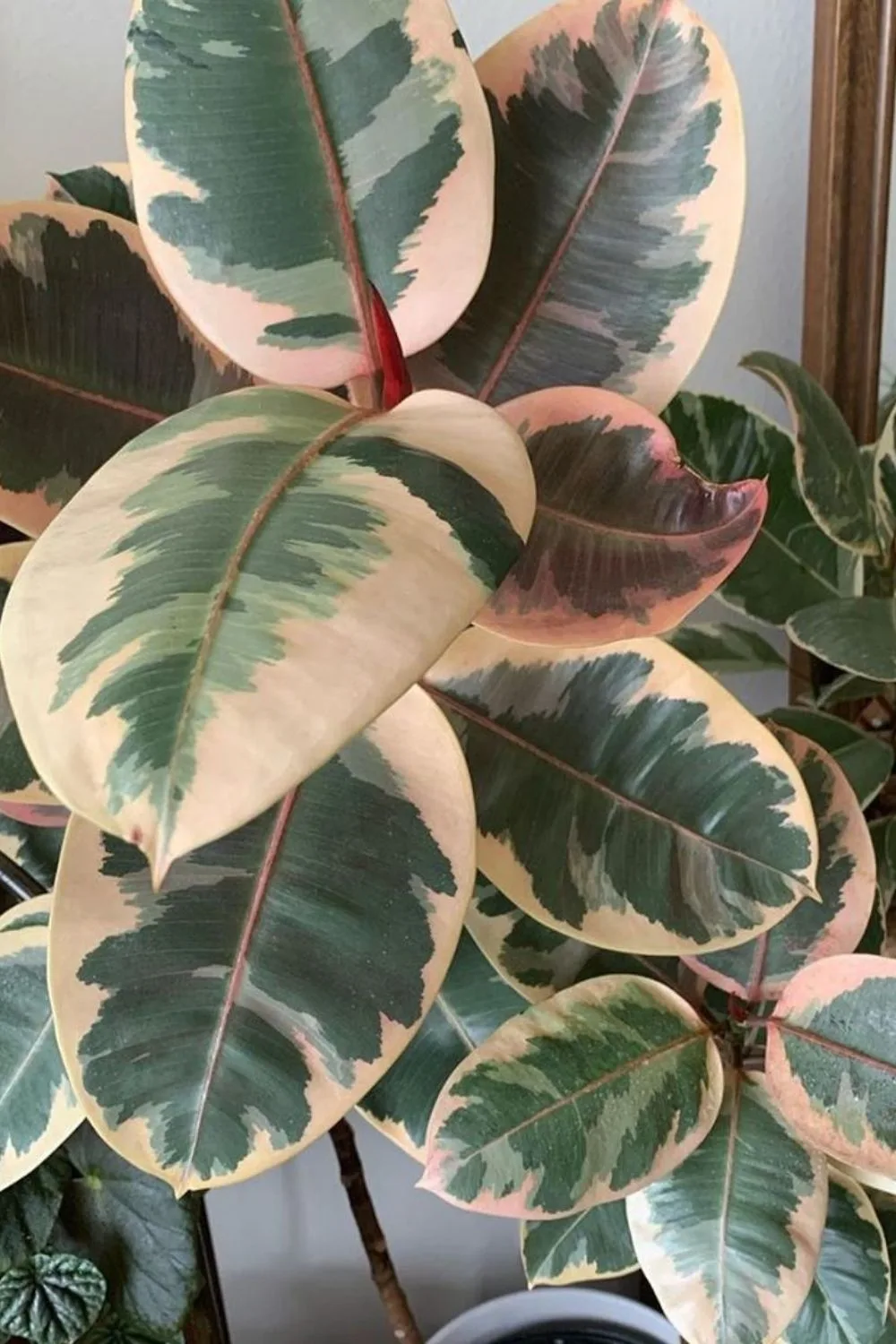 plant