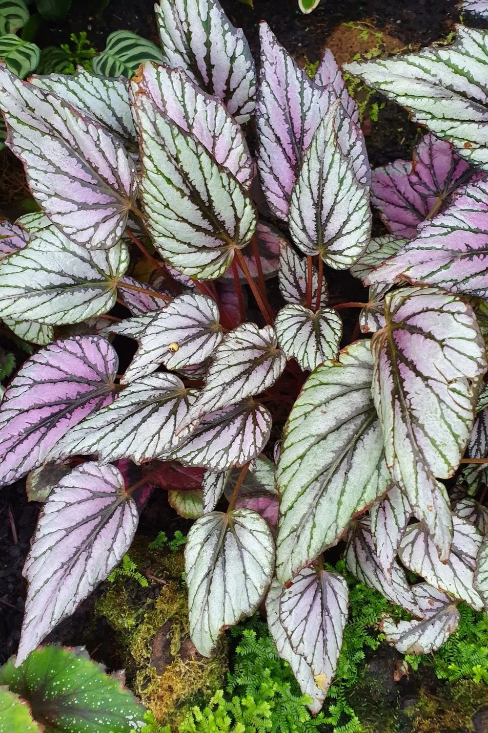 pink plant