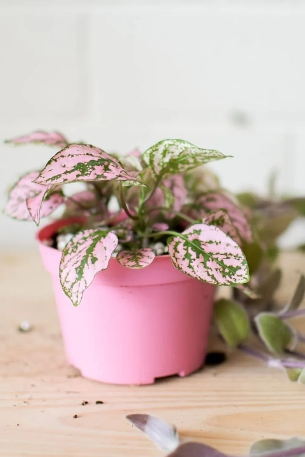 pink plant in pink pot