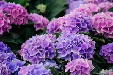 How to grow and care for hydrangeas