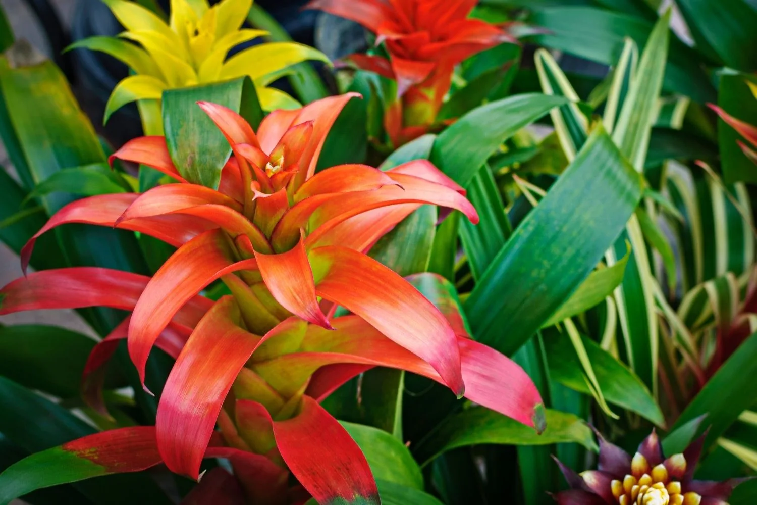 How to grow bromeliads