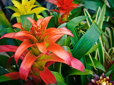 How to grow bromeliads