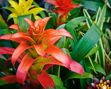 How to grow bromeliads