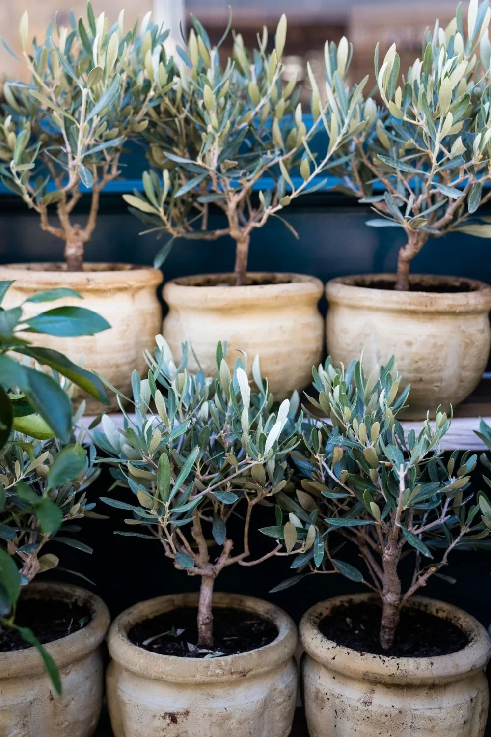 olive-tree