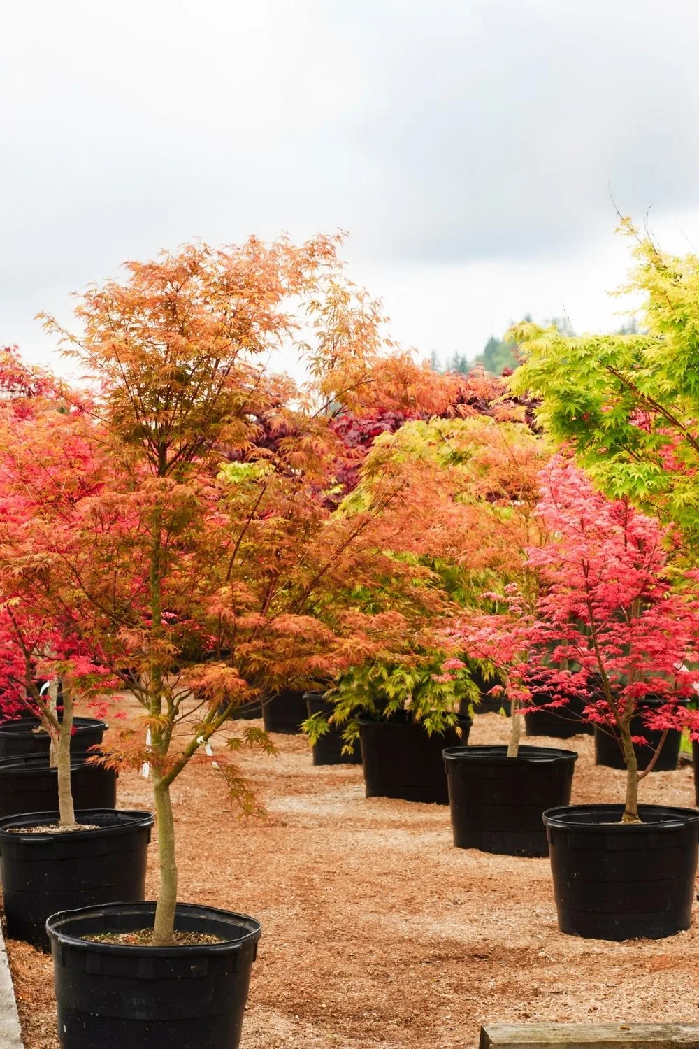 japanese-maple