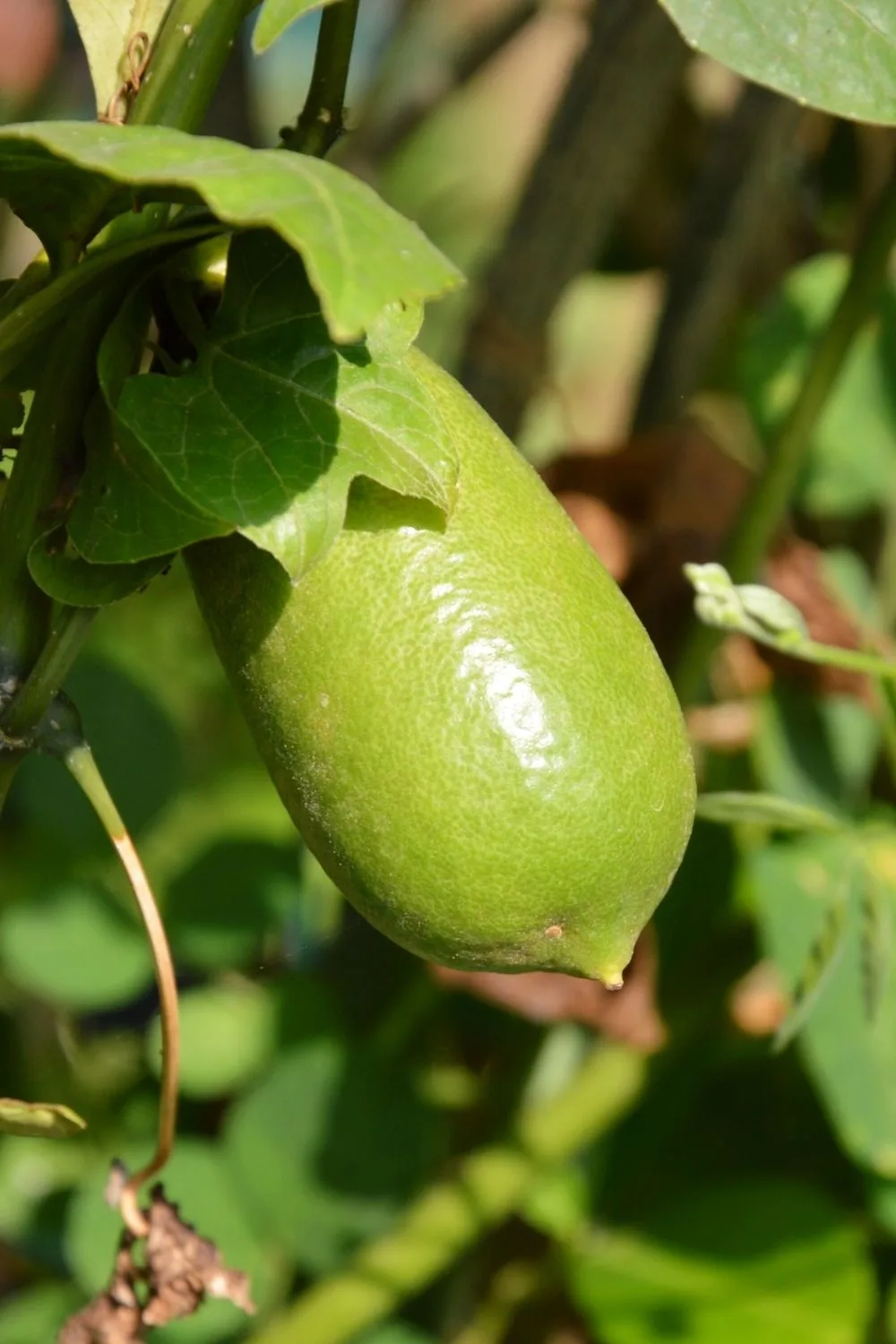 finger-lime