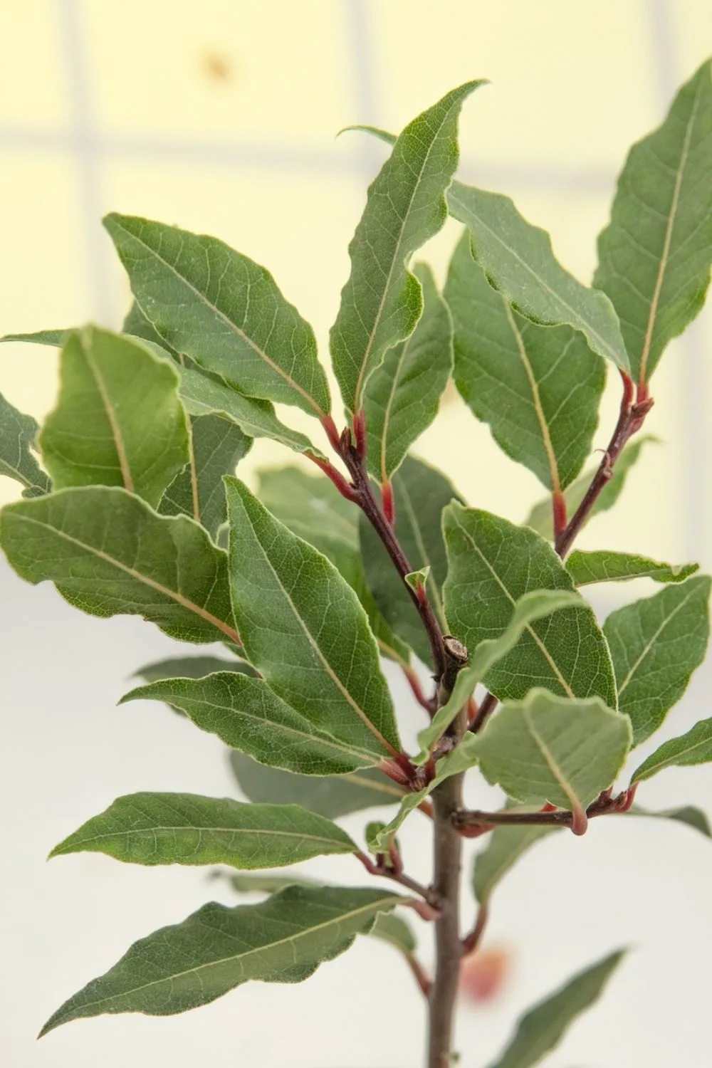 sweet-bay-tree