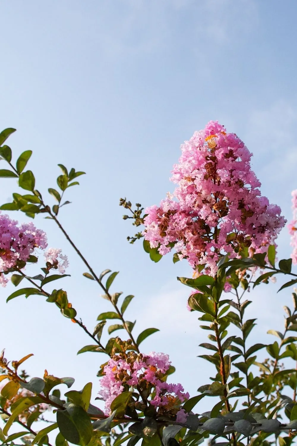 crepe-myrtle