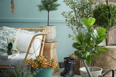5 balcony-friendly trees