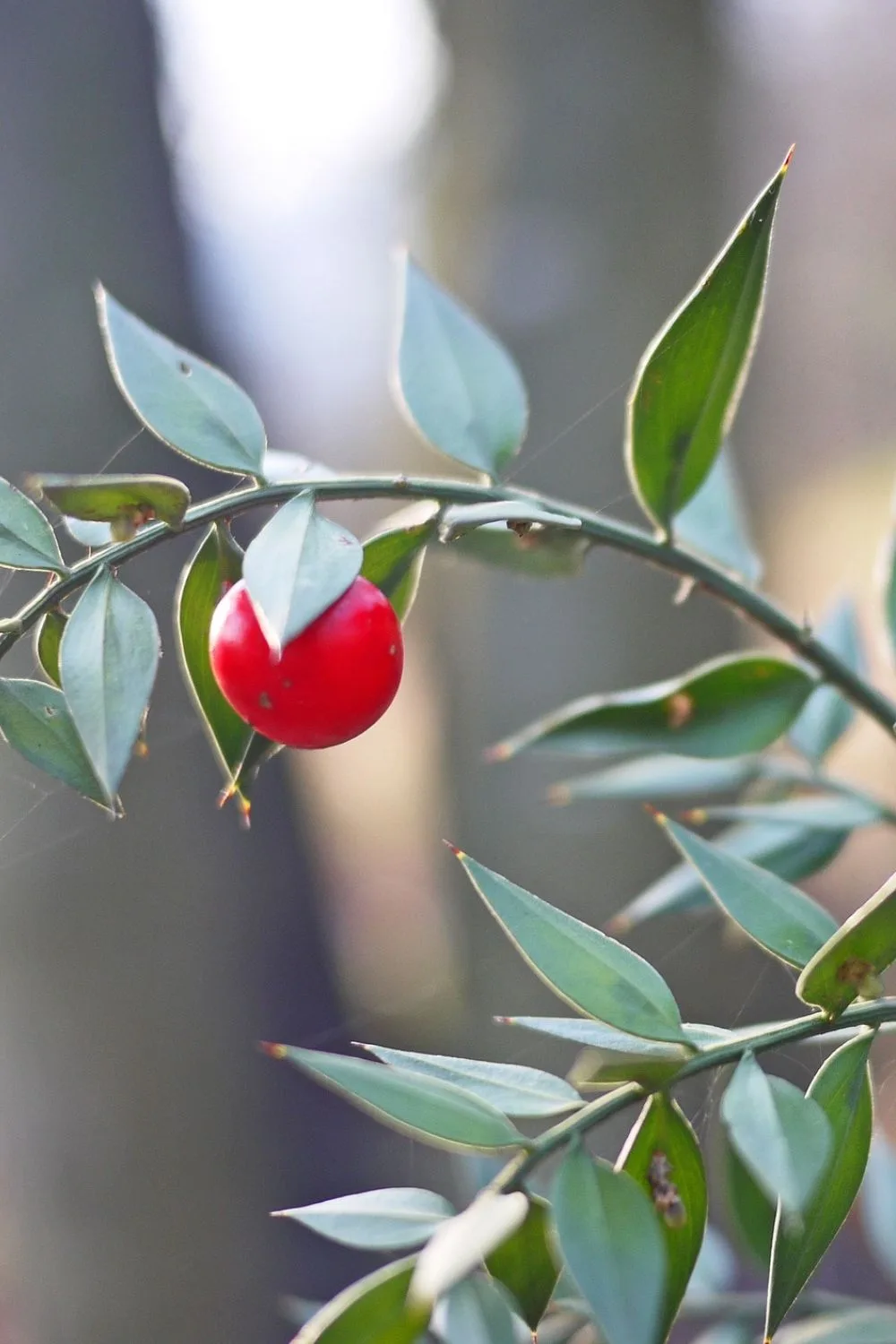 ruscus