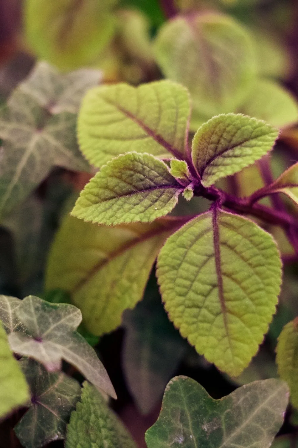 swedish-ivy