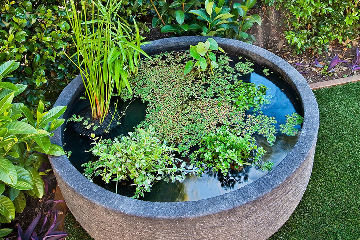 How to turn your pond into a veggie patch