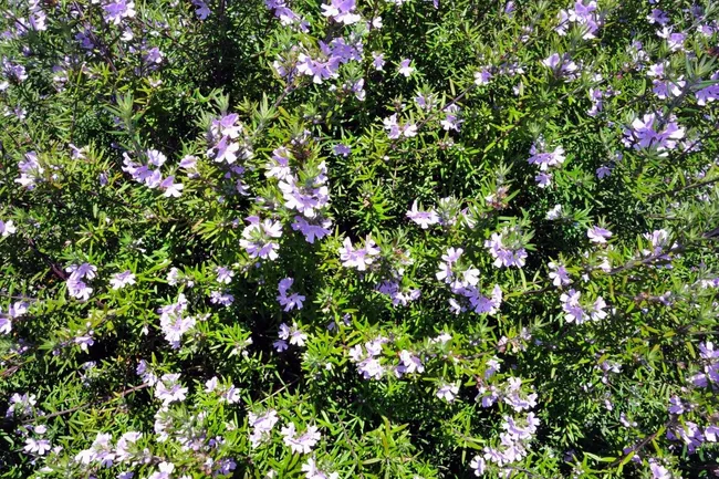 Westringia