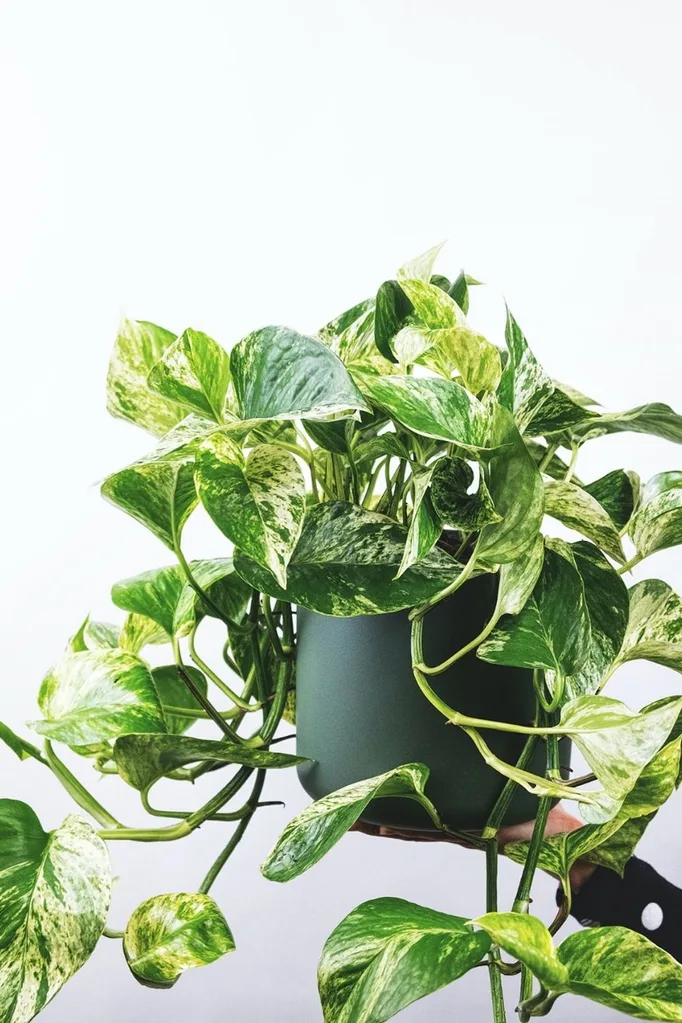 golden-pothos