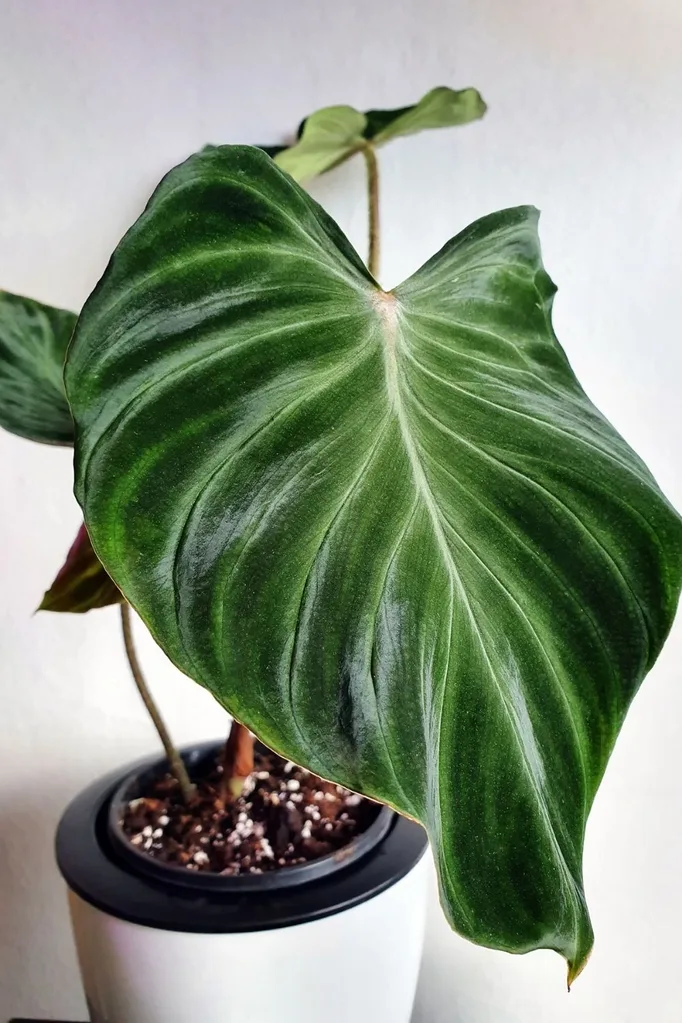 heart-leaf-philodendron