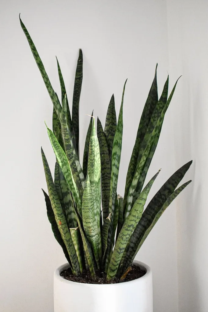 snake-plant