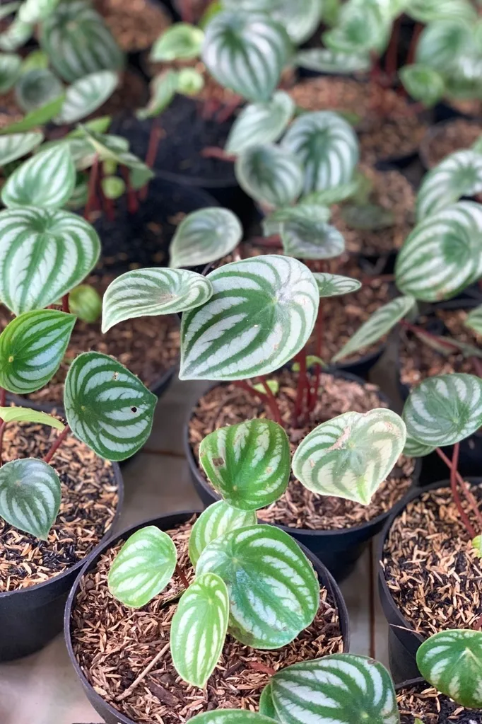 watermelon-peperomia