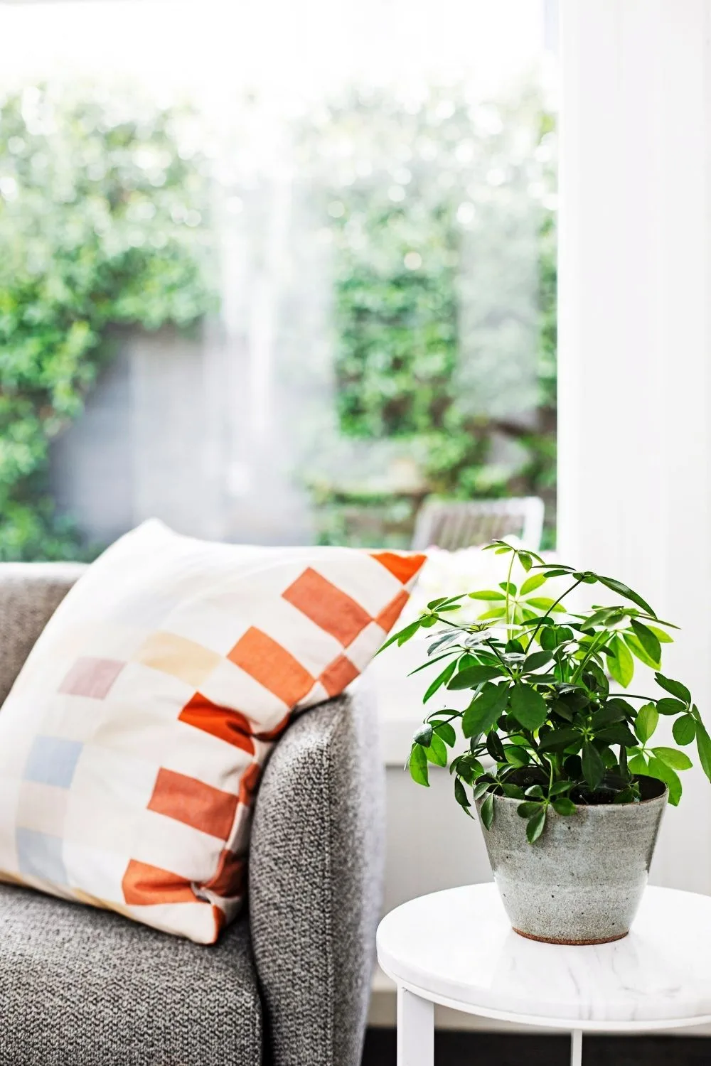 house-plants