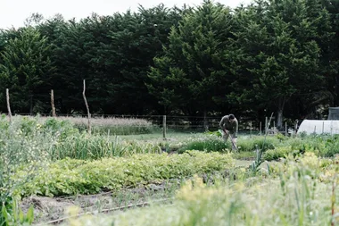 10 ways to use vinegar in your garden