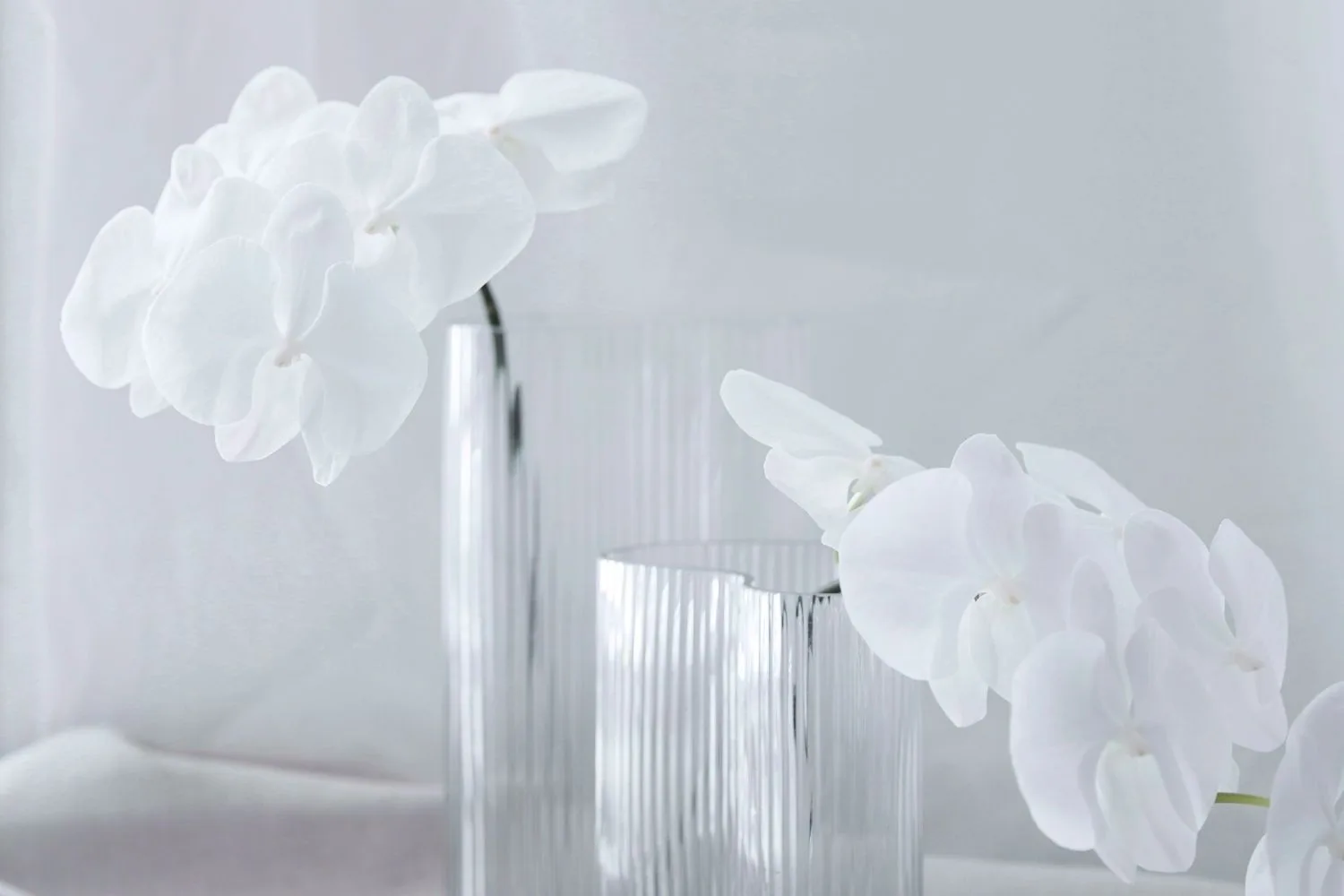 How to care for orchids