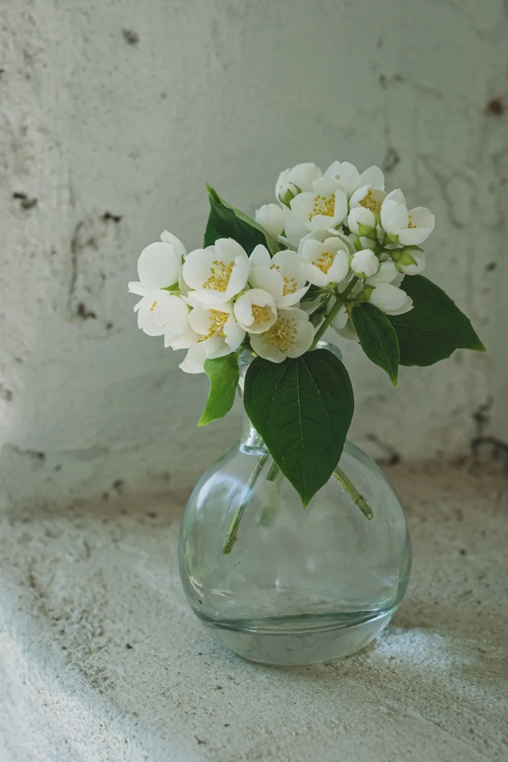 jasmine