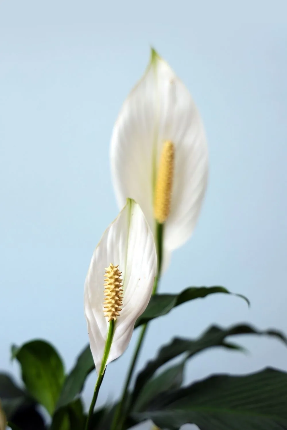 peace-lily