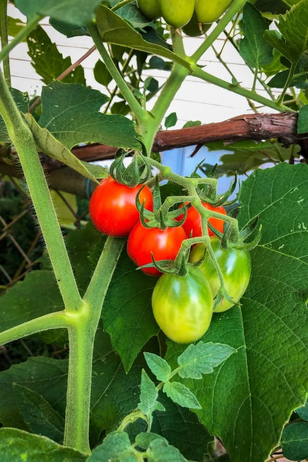 tomato-plant