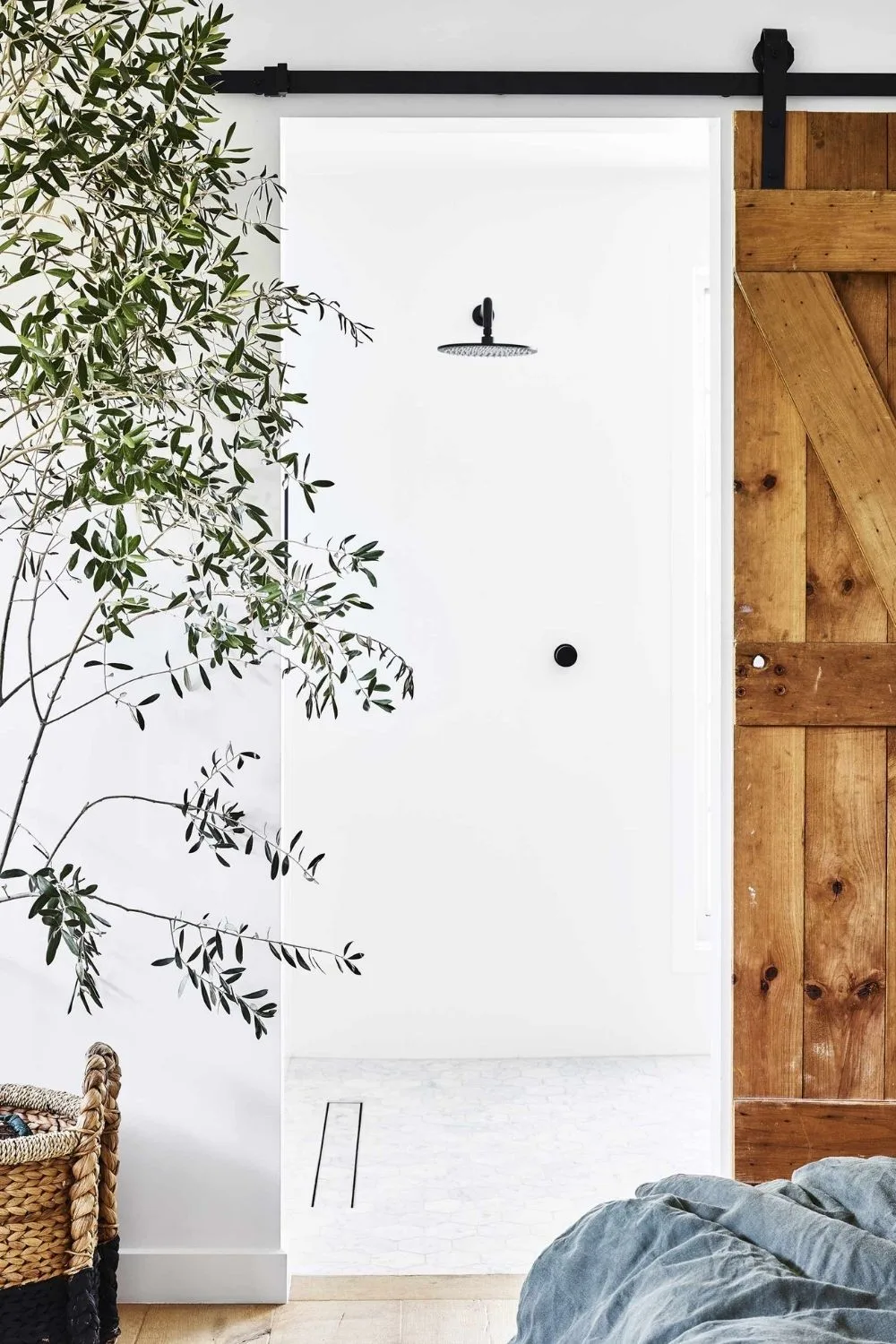 olive-tree