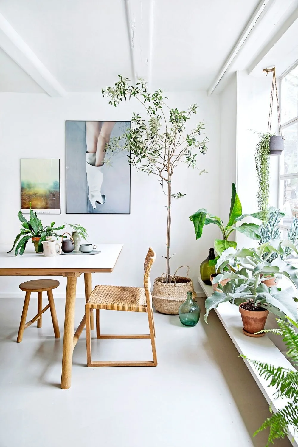 Indoor Olive Trees: Bring Mediterranean Charm Home