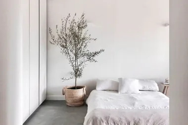 How to care for a potted olive tree